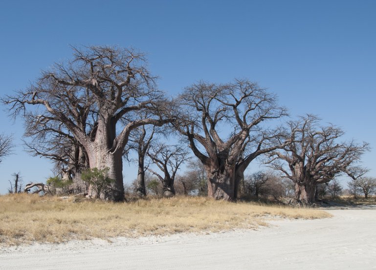 Baines Baobabs near Nxai Pan.