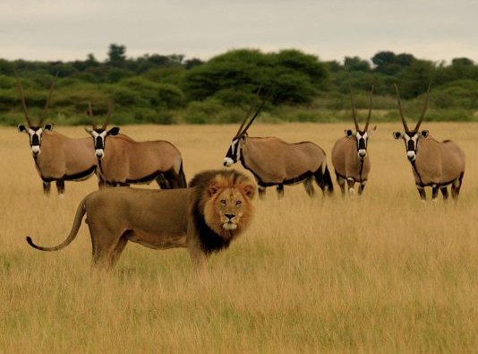 Lion and Gemsbok in Deception Valley, Central Kalahari Game Reserve.