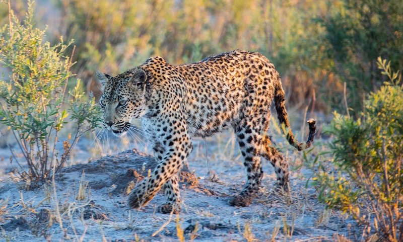 Leopard spotted near the vehicle on safari with Shangana.