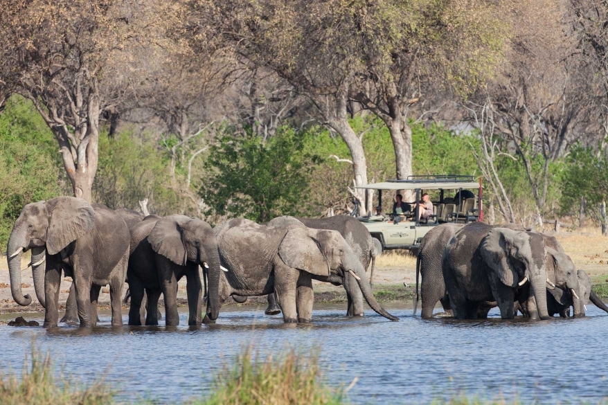 Elephants cooling off in the Khwai river with Shangana Safaris game viewer in the background.