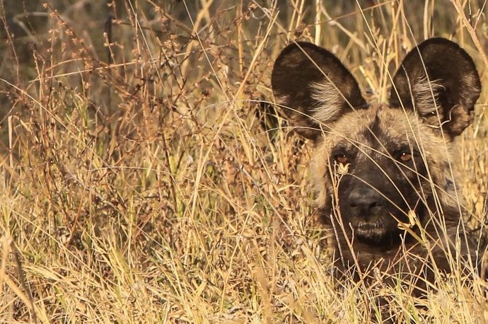 Wild dog hiding in the long grass.