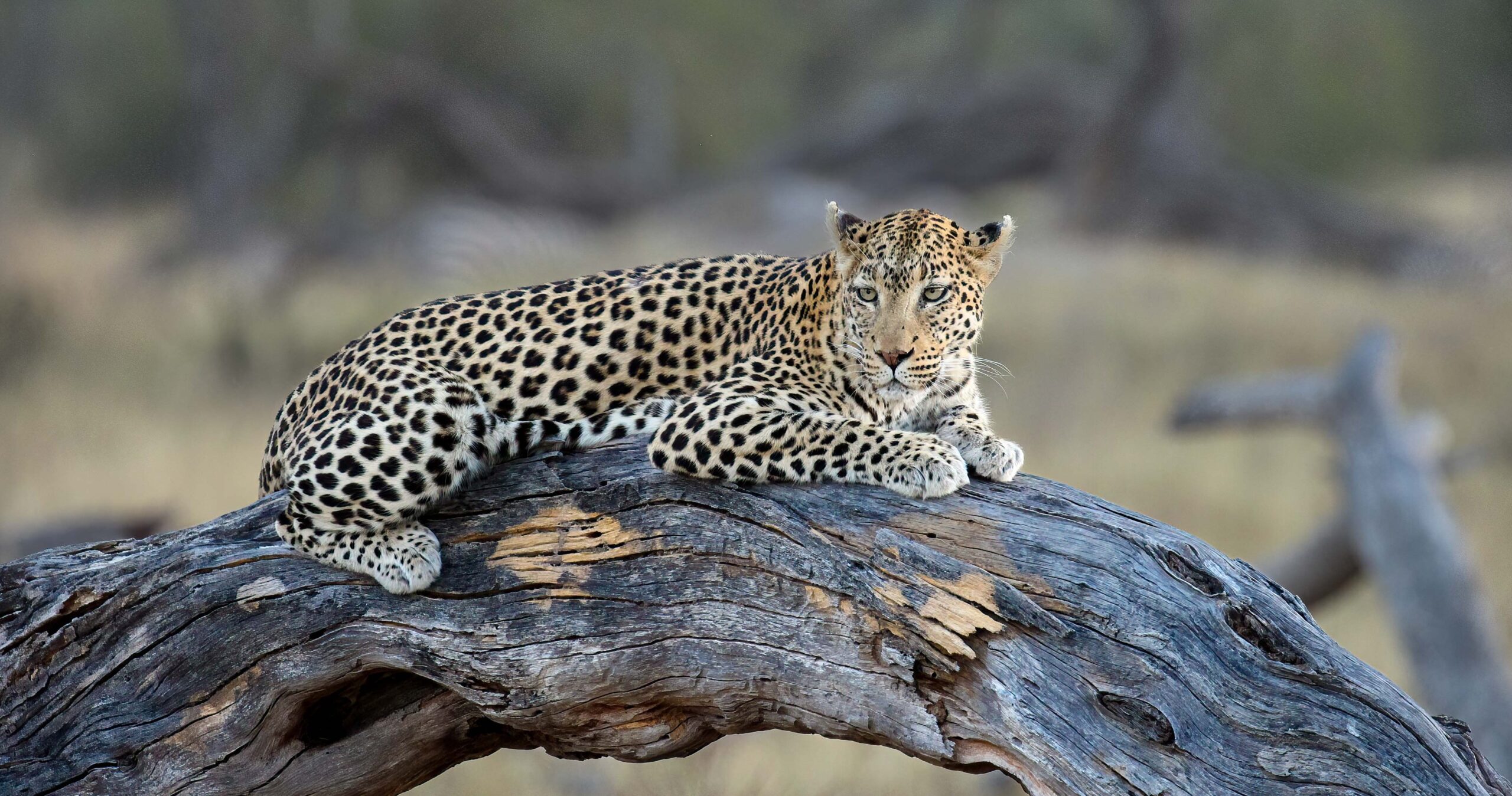 Leopard lying on an Acacia log.